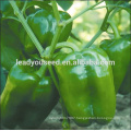 MSP23 high quality hybrid green sweet pepper seeds capsicum seeds